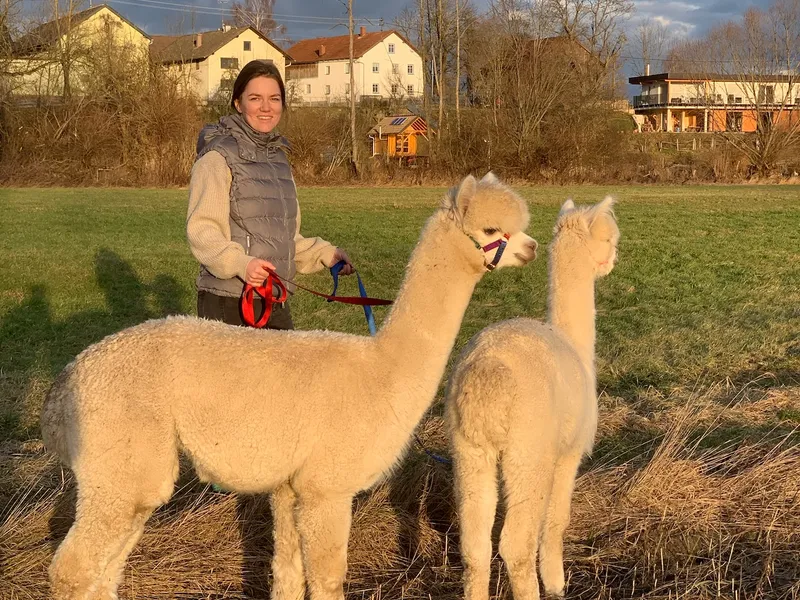 Alpaka auf der Alpakasölde Farm