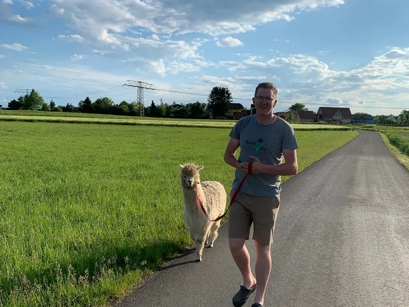 Alpaka auf der Alpakasölde Farm