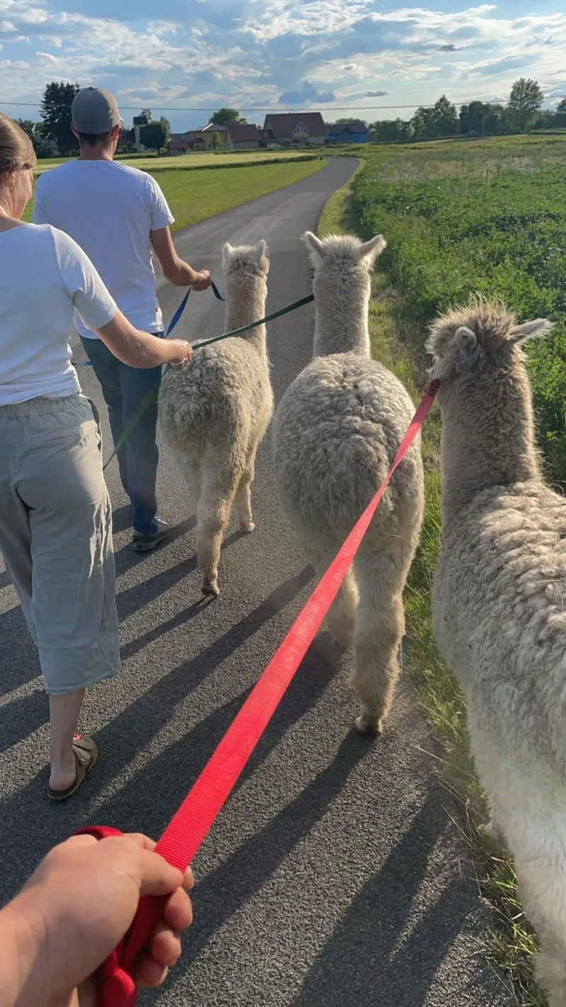 Alpaka auf der Alpakasölde Farm